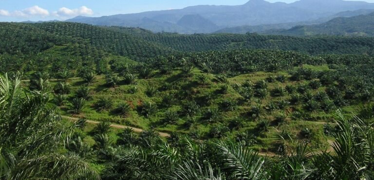 Why is it not preferable to use palm oil in natural soap?